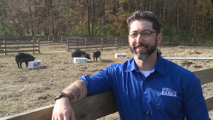 Pigs at Meadow Farm celebrate first birthday with special cakes