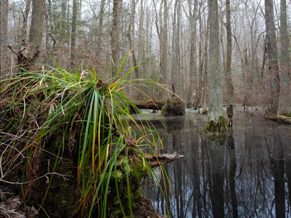 Eastern Henrico farm placed entirely under conservation easements