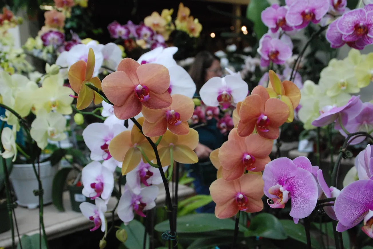 In the Garden: Growing moth orchids for months of beauty