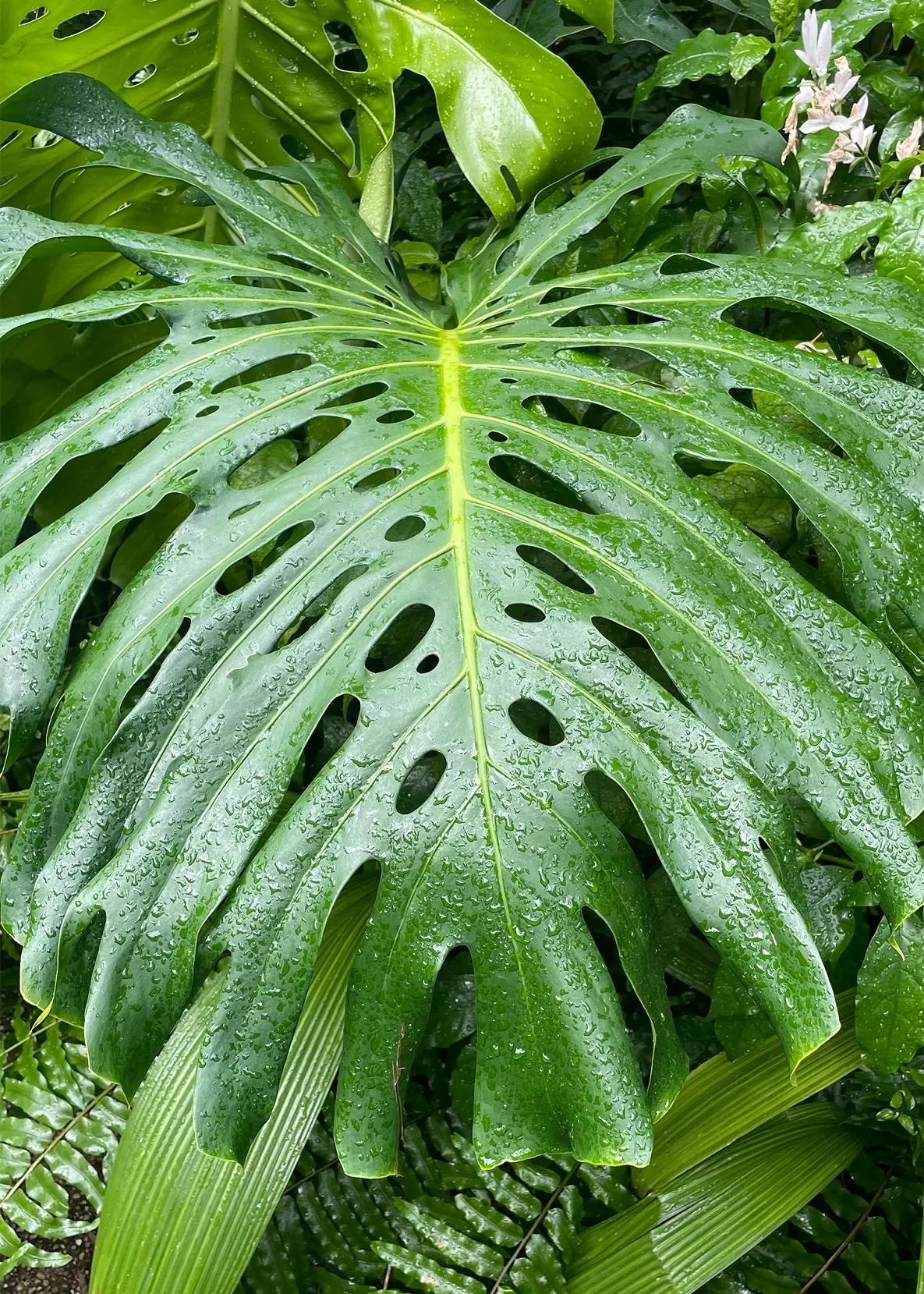 In the Garden: 2025 is the year of the monstera