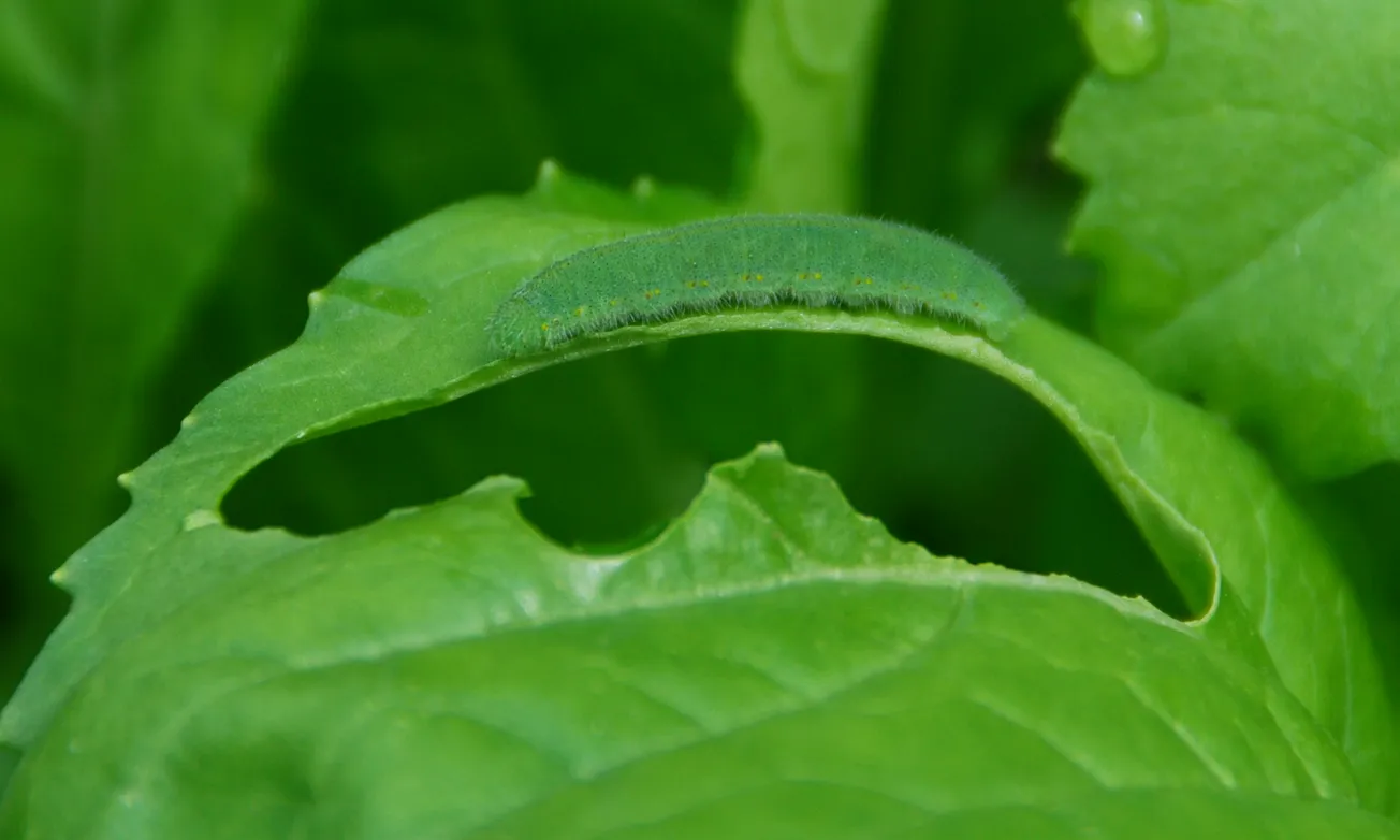 In the Garden: Organic insect pest control in vegetable and flower gardens