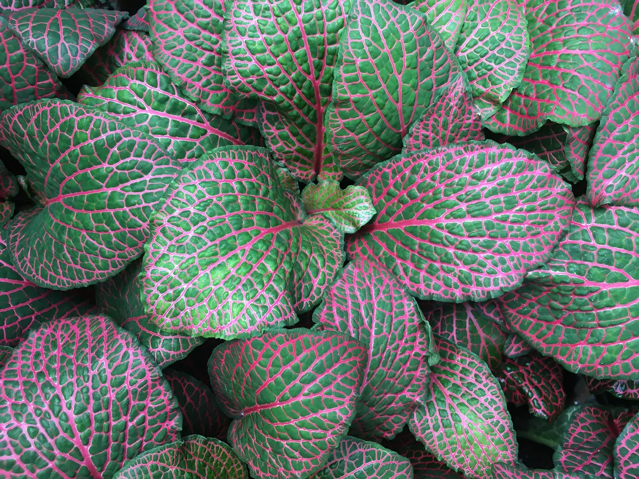 In the Garden: Colorful houseplants for lower light locations