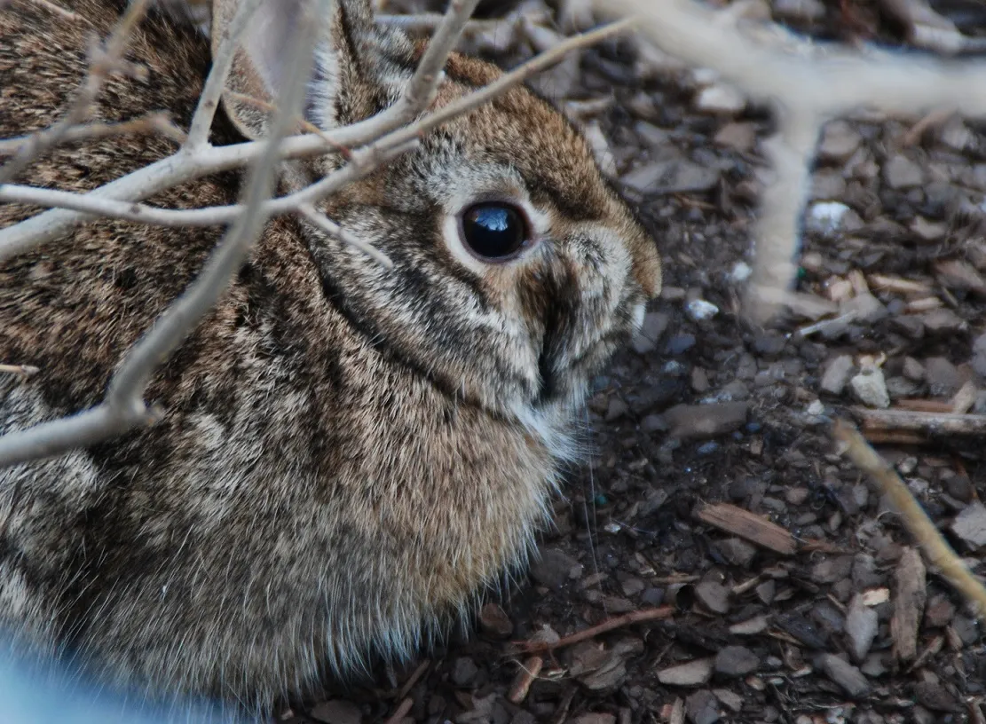 In the Garden: How to prevent rabbit damage in your landscape