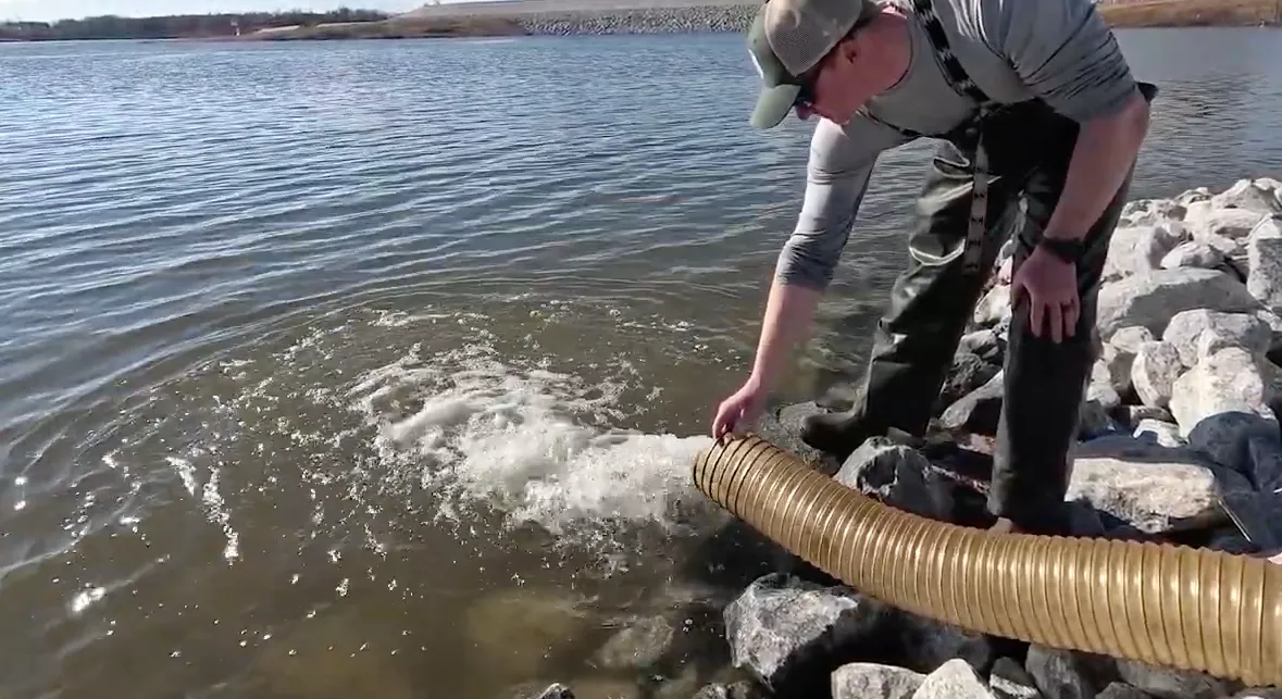 VDWR officials begin stocking Hazelett Reservoir at Cobbs Creek