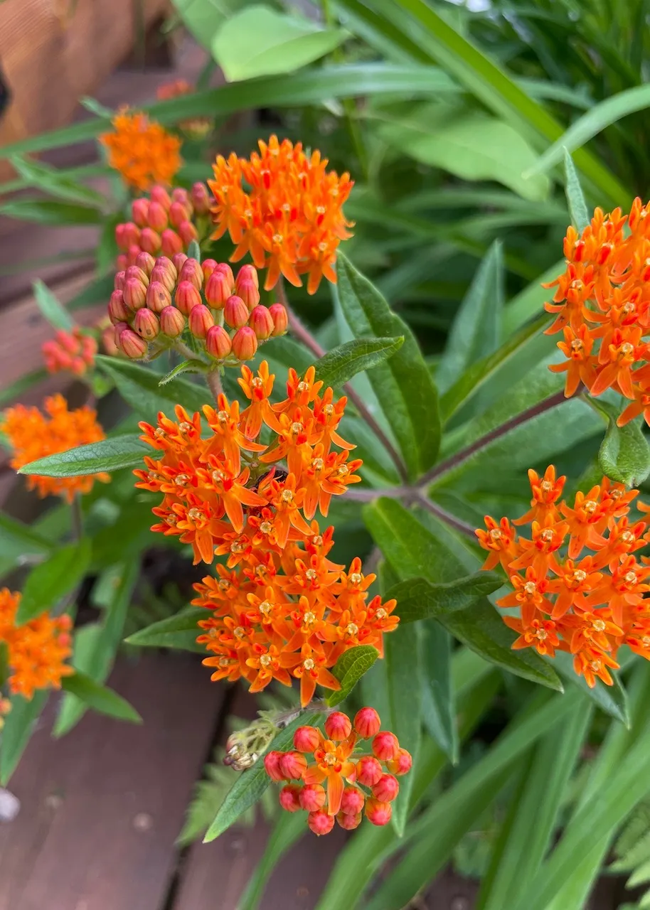 In the Garden: Mark the location of late emerging perennials