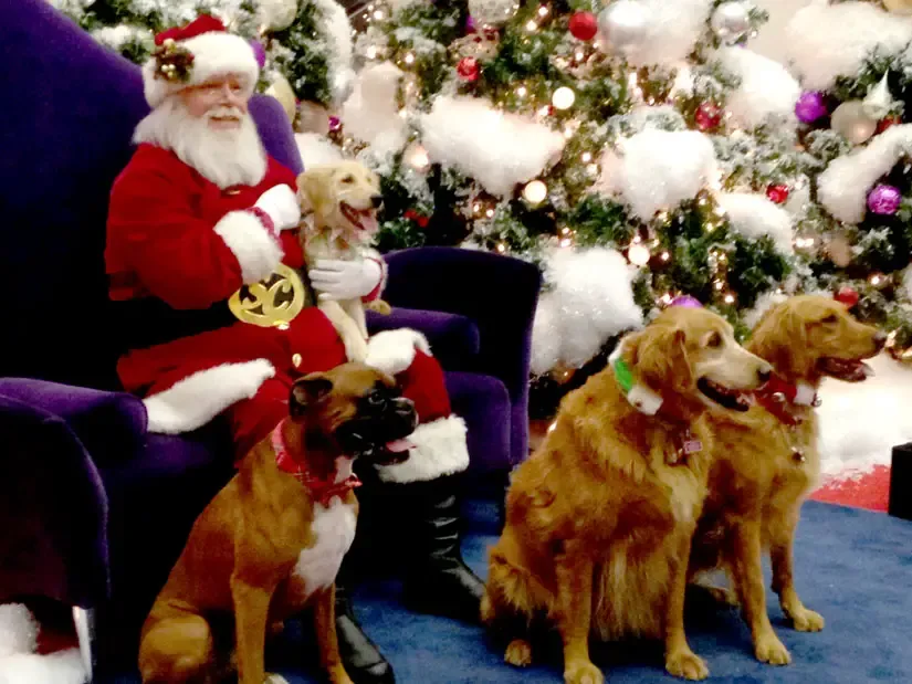 'Santa Paws' to visit Regency Square Dec. 3