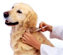 Henrico to offer rabies vaccinations for pets May 19