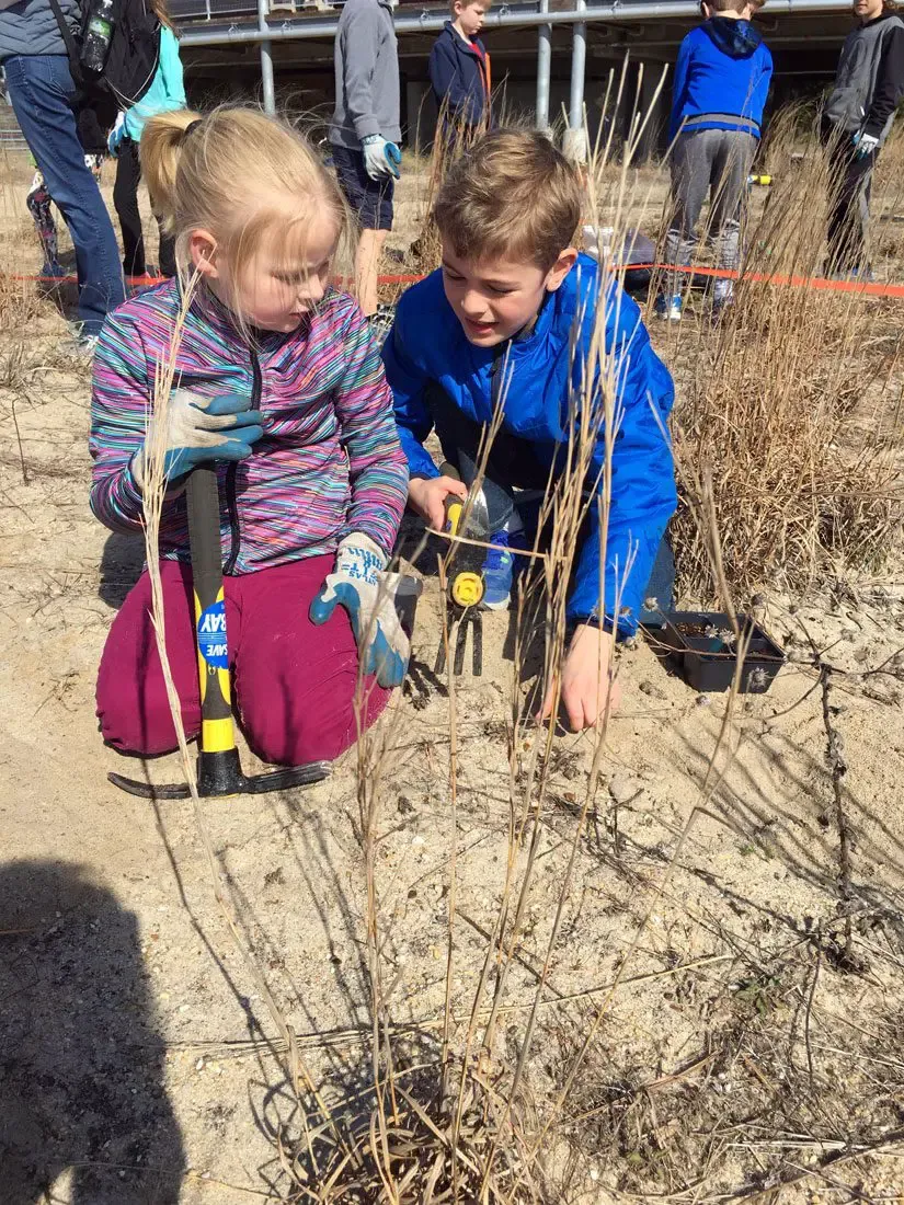 Collegiate students plant beach grasses