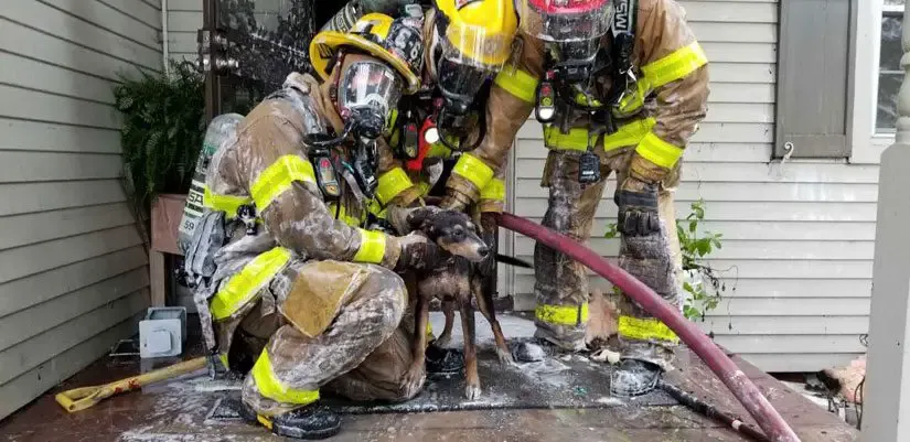 Henrico Firefighters save dog from Eastern Henrico house fire