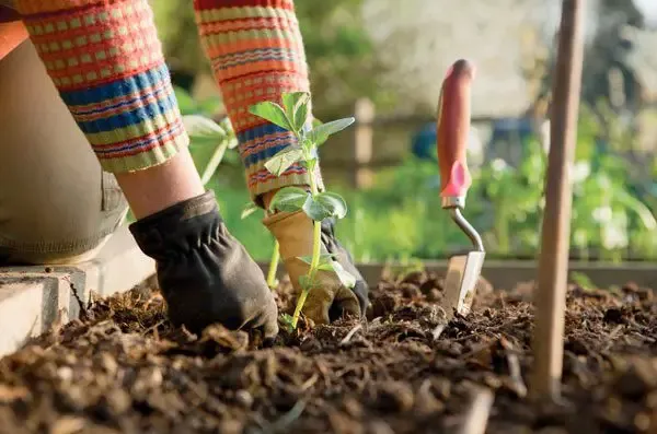 Henrico Master Gardener training program accepting applications through Oct. 26