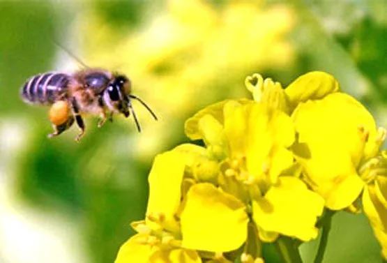 Henrico Extension, Master Gardeners to celebrate pollinators with events in June