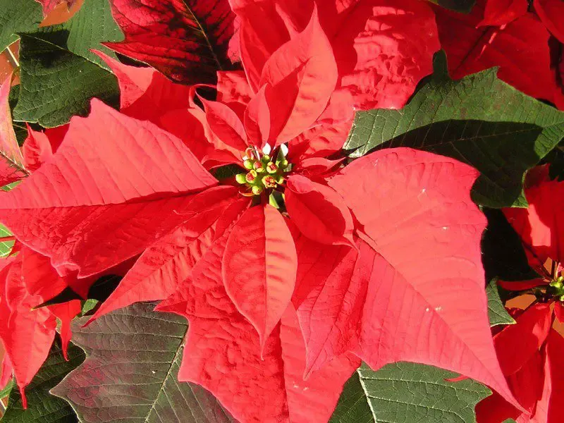 Henrico schools selling holiday plants