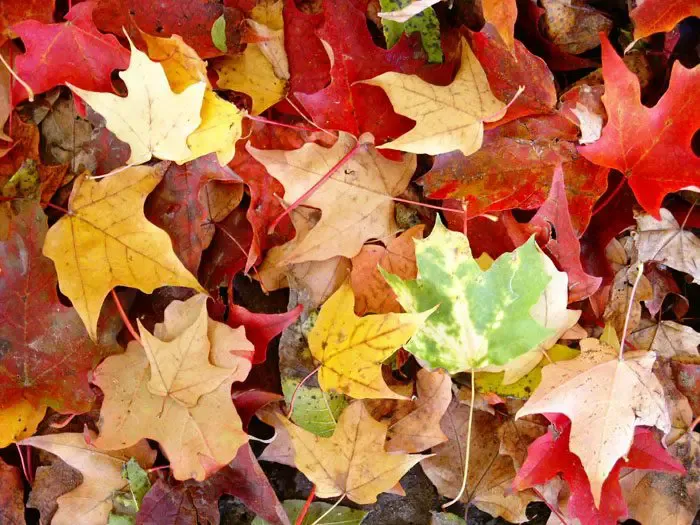 Henrico County to begin 2020-21 leaf collection Nov. 9