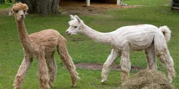 Bill to reclassify, protect alpacas unanimously passes both chambers