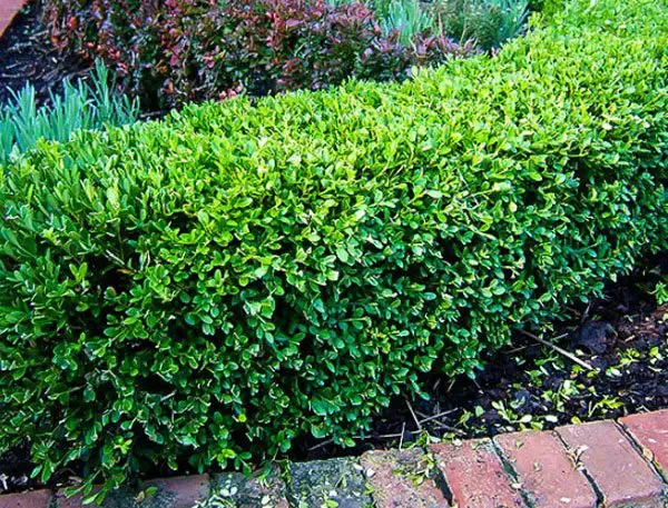 VDACS warns of potential boxwood blight