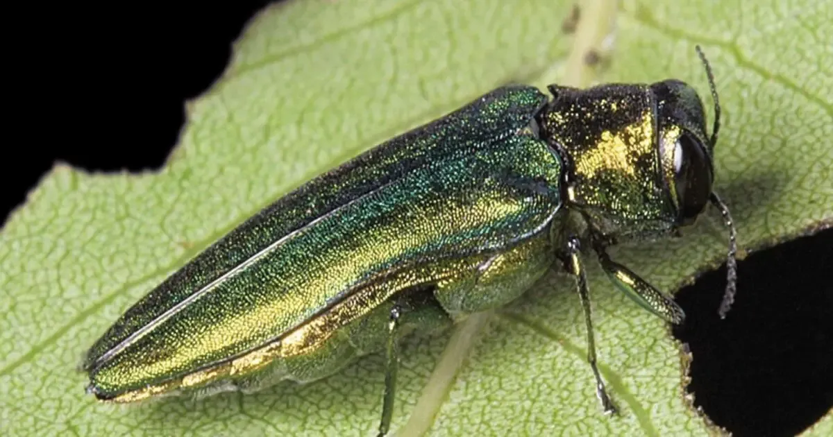 Henrico Extension Office to host free workshop on emerald ash borer and urban wood