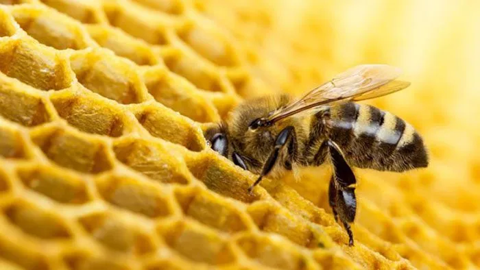 State's Beehive Distribution Program accepting applications next month