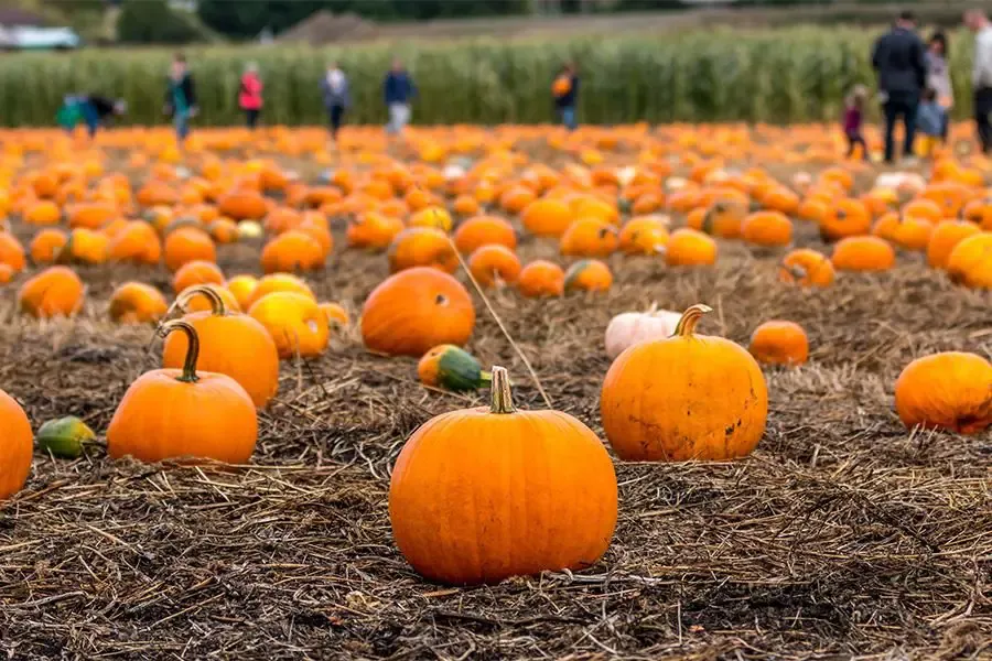 Where to find Virginia-grown pumpkins near you