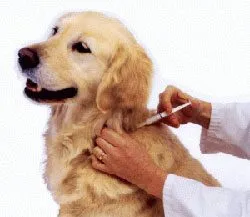 Henrico to offer $10 rabies vaccinations for pets Feb. 15