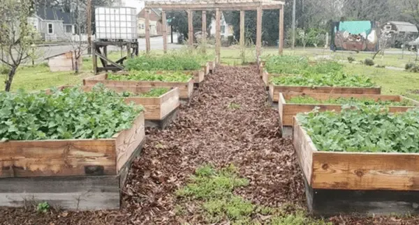 This organization will build a raised garden for you – for free