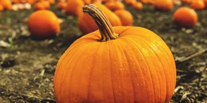 Henrico Extension offering pumpkin-growing project for kids