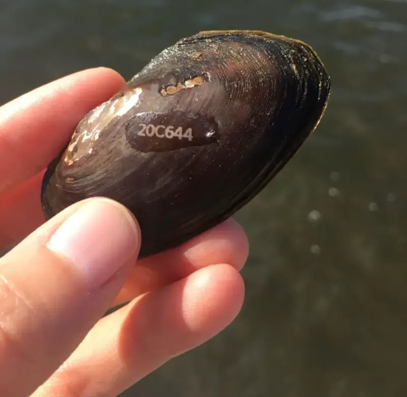 Thousands of freshwater mussels released into James River