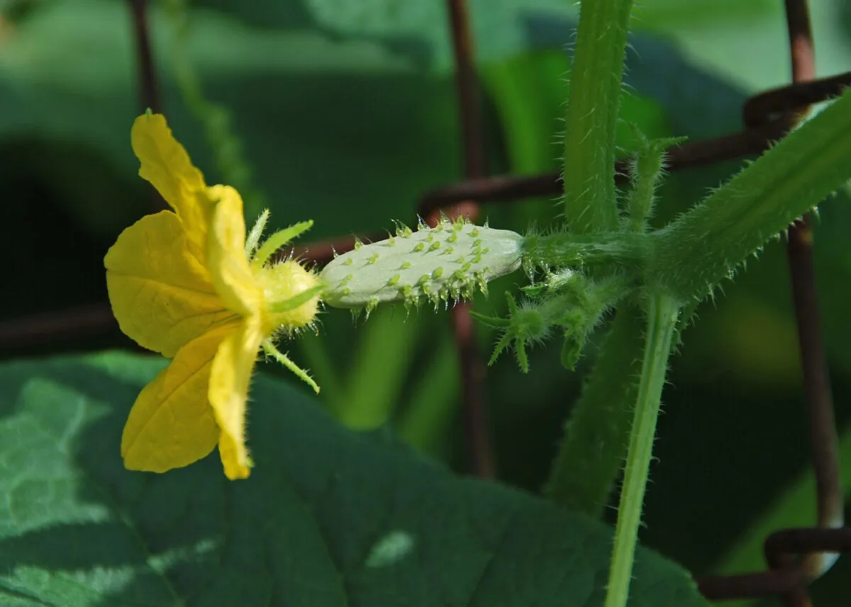 In the Garden: Cool and refreshing cucumbers