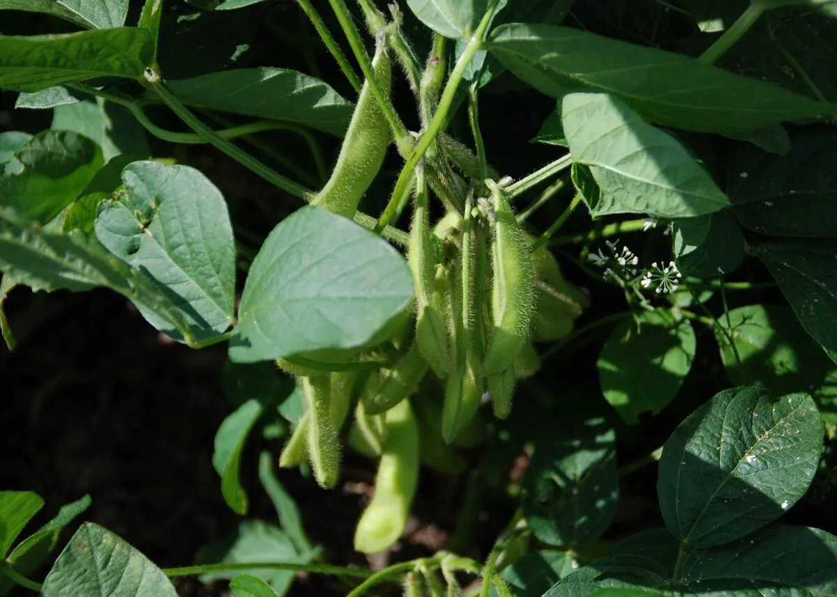 In the Garden: Grow edamame for better health and nutrition