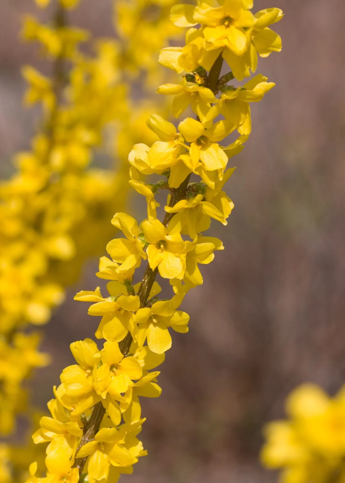 In the Garden: Dress up the landscape with spring flowering shrubs