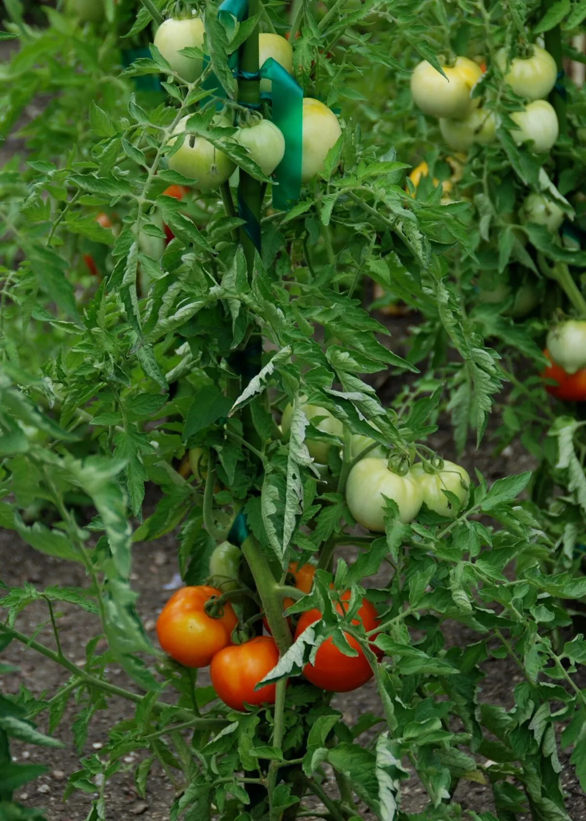  Garden-fresh vegetables help fight cancer