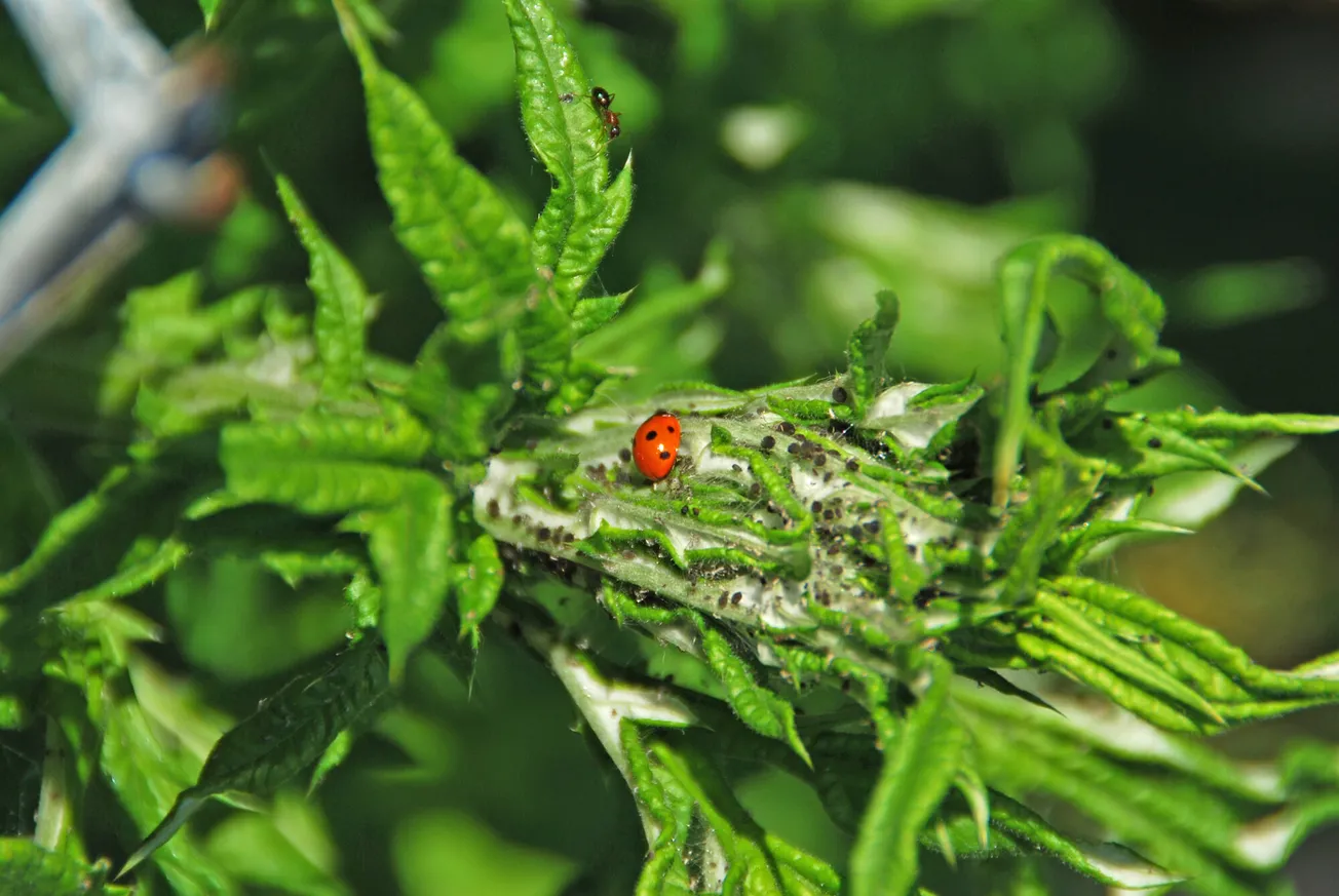 In the garden: Managing insects on vegetables and herbs