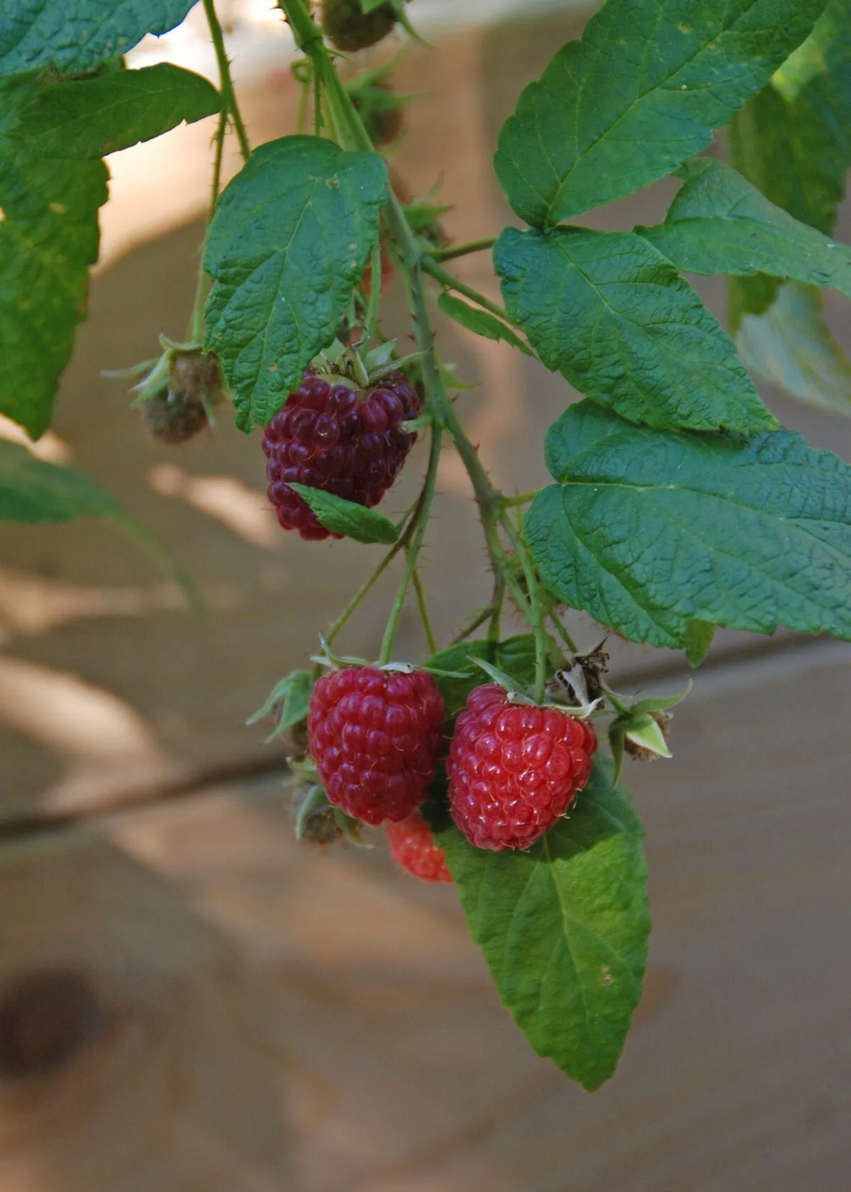 In the Garden: Summer harvest and care of raspberries