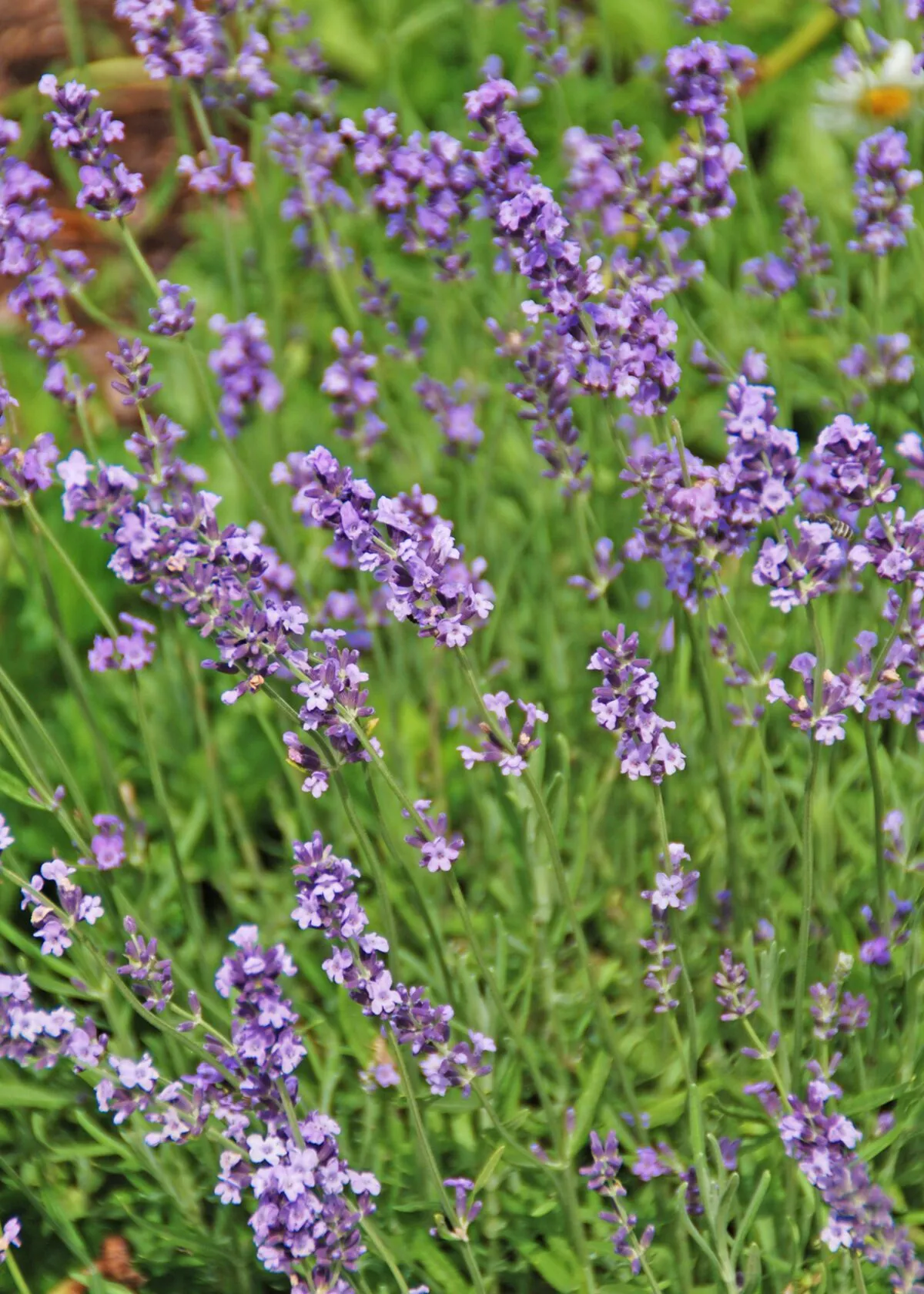 In the garden: Tips for drying flowers