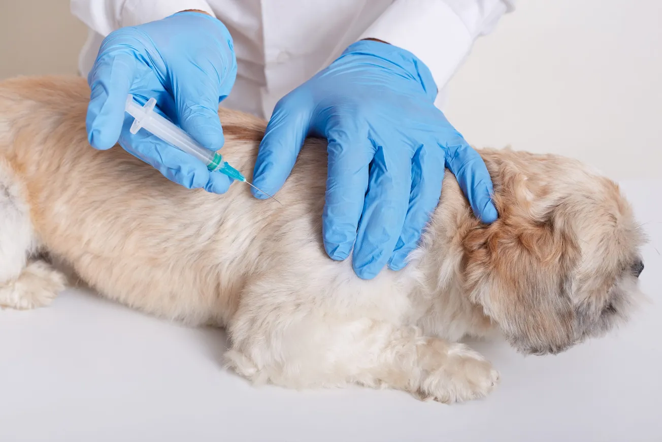 Henrico to offer $10 rabies vaccinations for pets Oct. 16