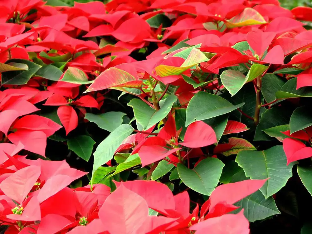 Student plant sales offer holiday favorites