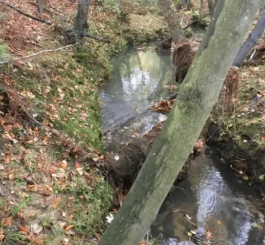 Federal studies confirmed PFAS in Eastern Henrico swamp more than 4 years ago