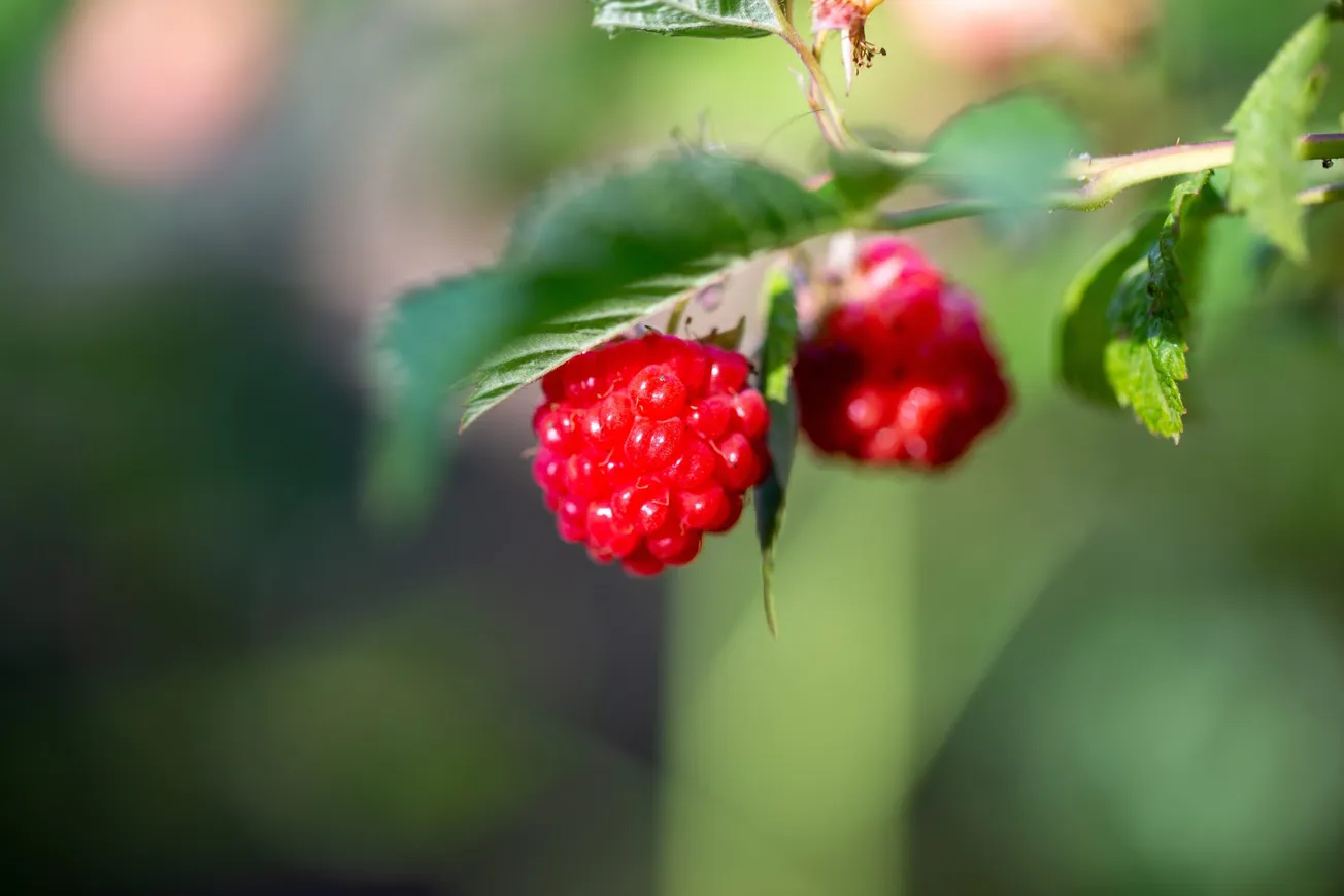 Extension berry plant, bag clip sale underway to benefit 4-H programs