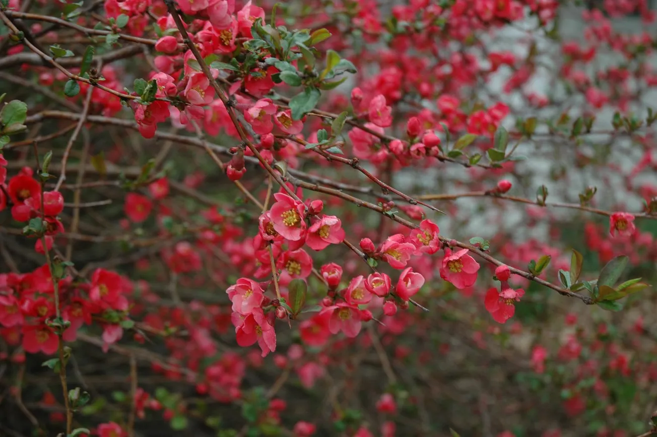 Bring a bit of spring indoors