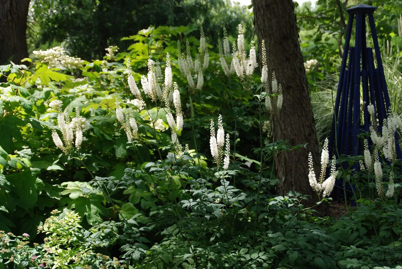 Creating a garden in the shade