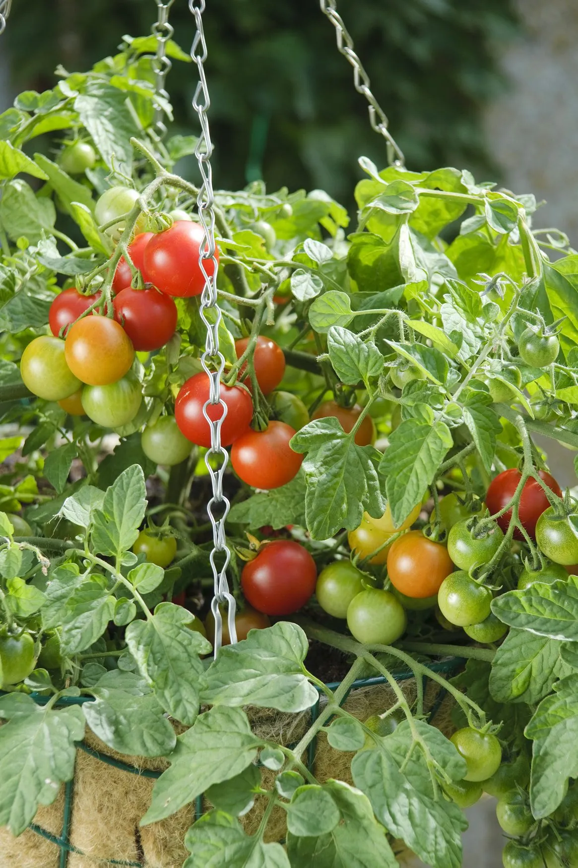 In the Garden: Growing tomatoes in pots