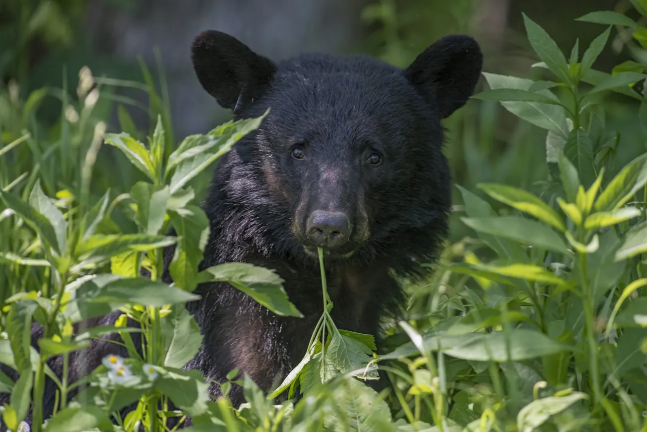 Black bear spotted in Henrico's Far West End