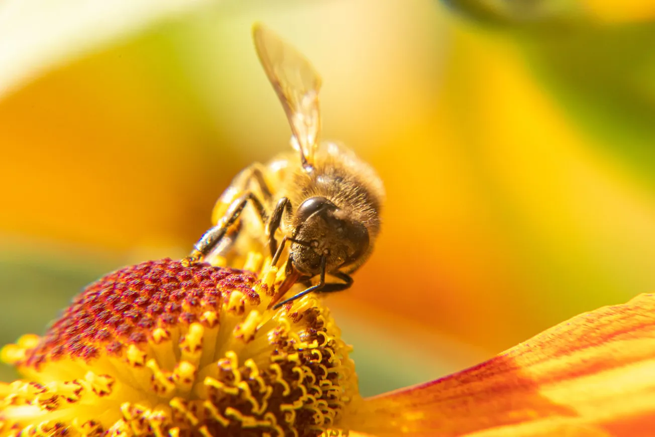 Henrico Master Gardeners to hold Spring Plant Sale and Pollinator Festival June 11