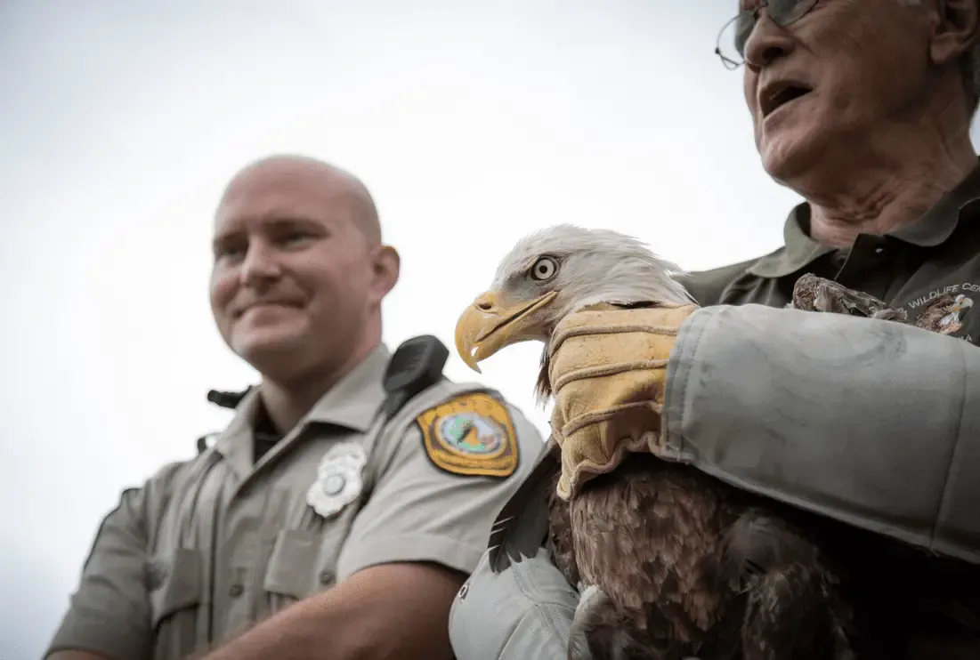 Bald eagle rescued by Henrico Police released back into natural habitat