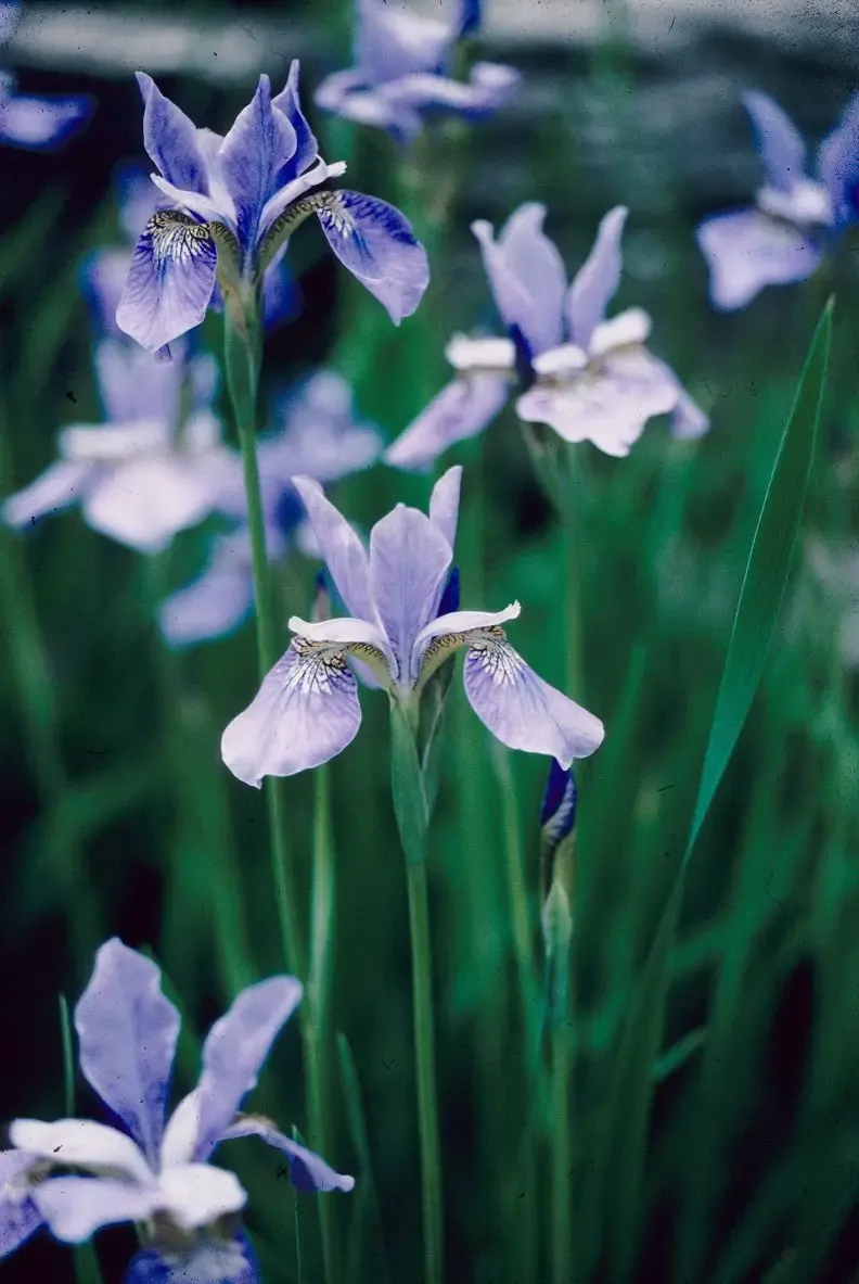 Perennial gardens for beauty all season