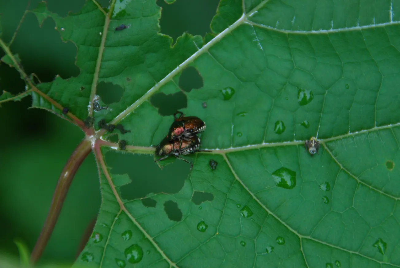 In the Garden: Managing garden pests with pollinators in mind