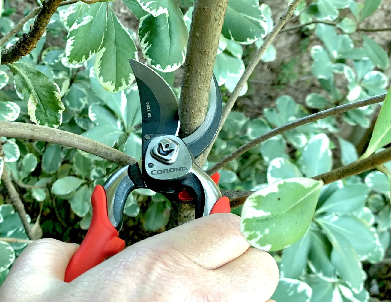 Boost the beauty of spring flowering shrubs