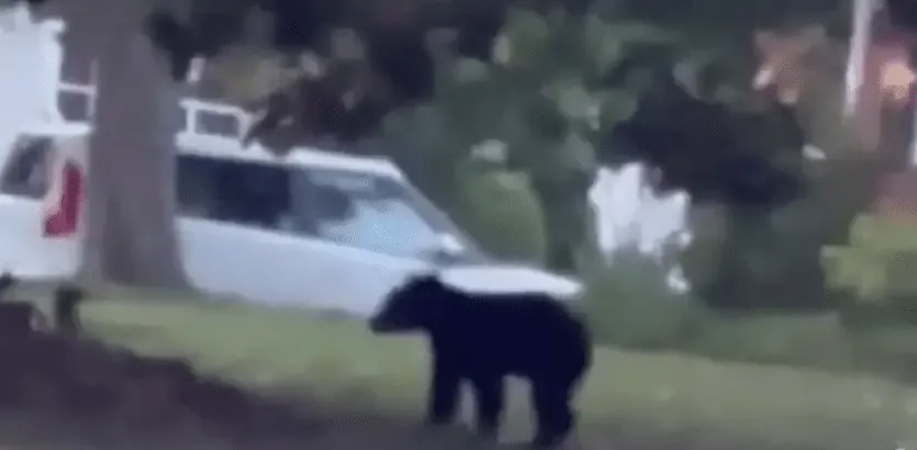 Bear spotted crossing road in Henrico's West End