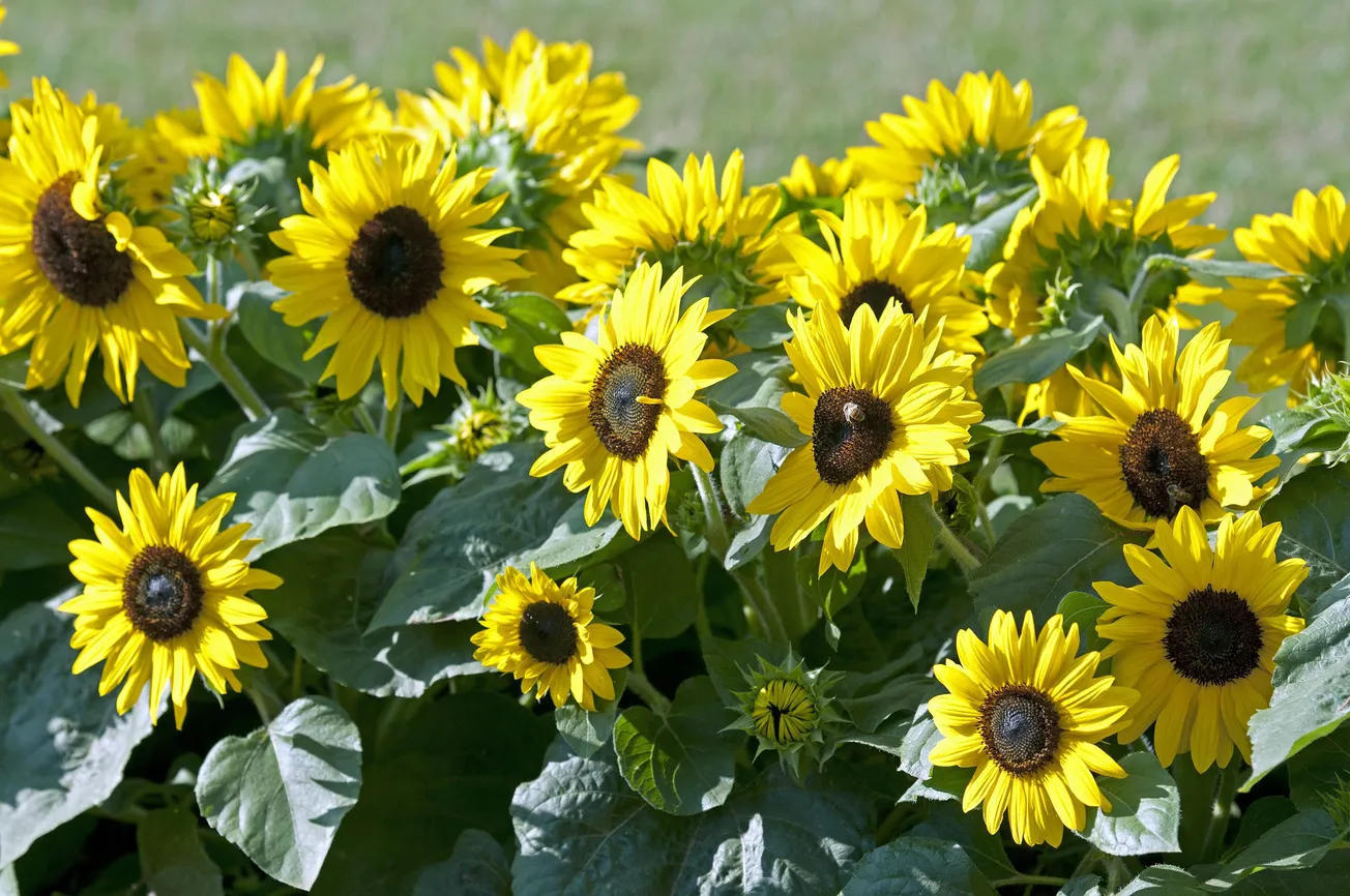 Save money by planting flower seeds directly in the garden