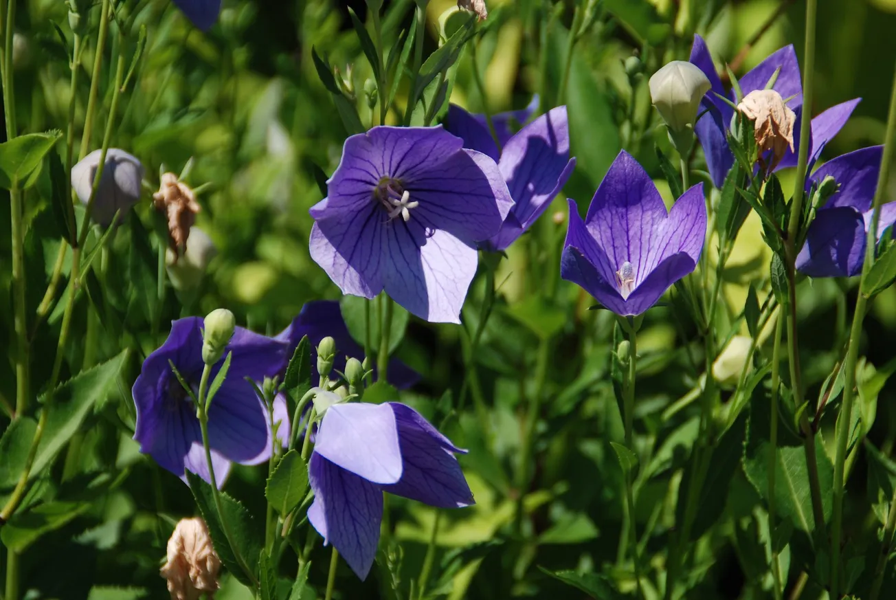 In the Garden: Increase flowers with a bit of deadheading