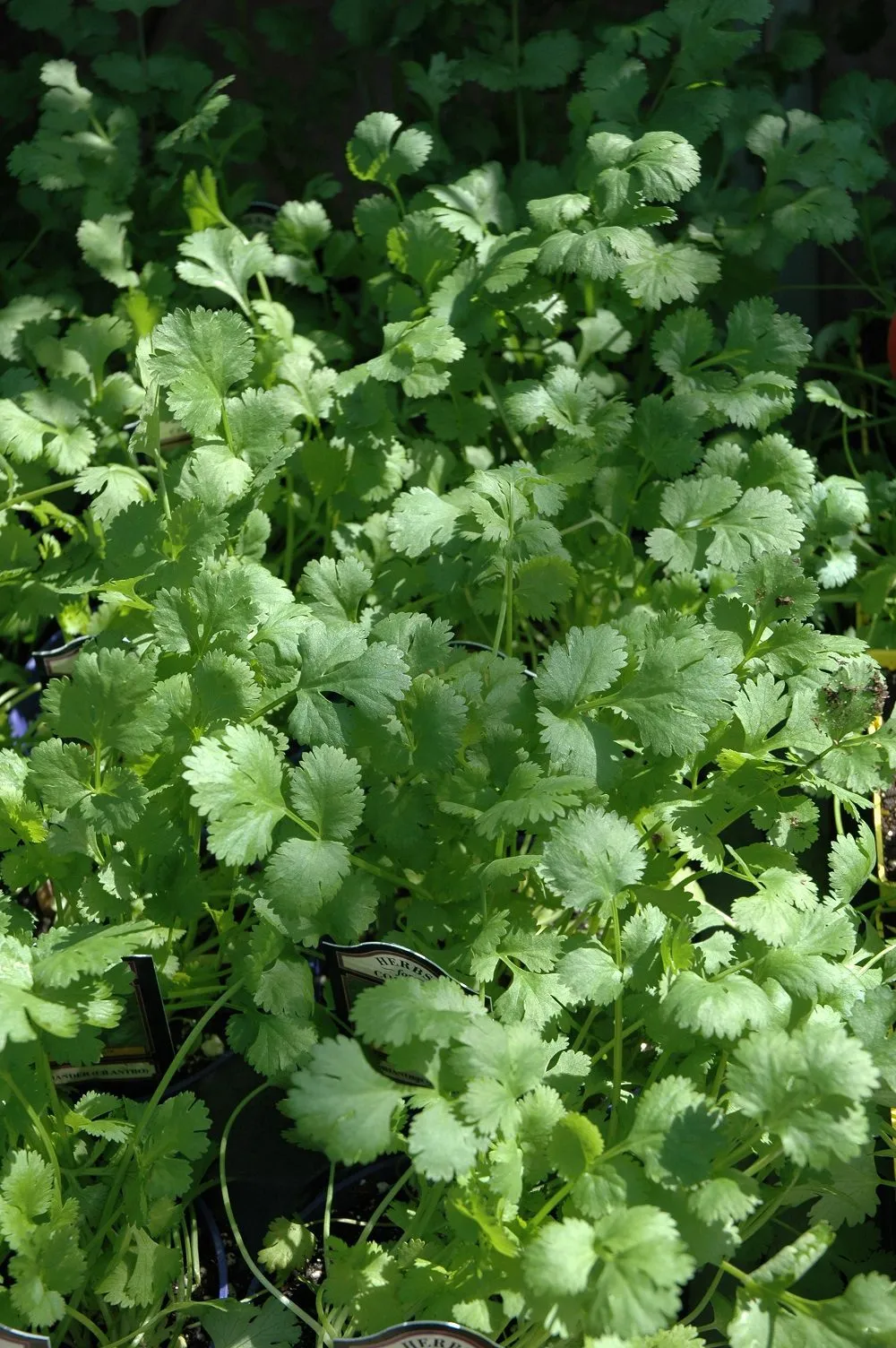 In the Garden: Extend your cilantro harvest and enjoyment